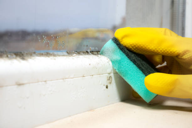 Best Emergency Mold Remediation in Firthcliffe, NY