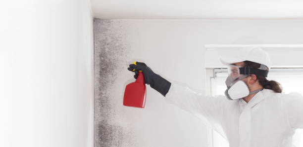 Best Residential Mold Remediation in Firthcliffe, NY