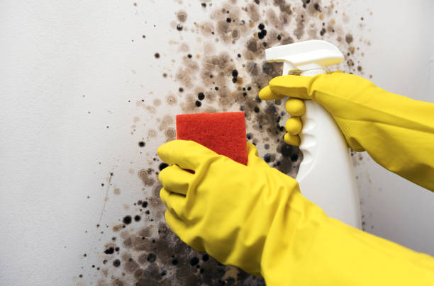 Best Black Mold Remediation in Firthcliffe, NY