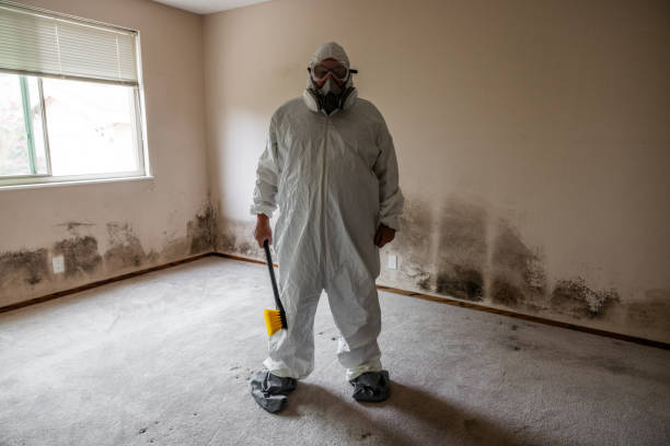 Best DIY Mold Remediation Support Services in Firthcliffe, NY