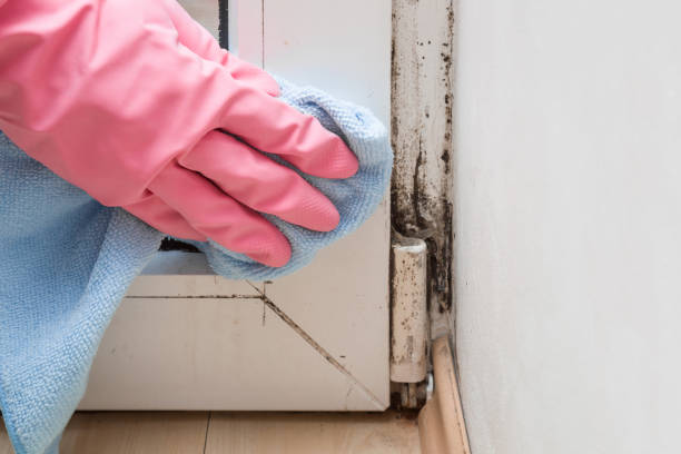 Best Insurance-Related Mold Remediation in Firthcliffe, NY